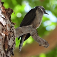 Cacomantis variolosus (Brush Cuckoo) at Cranbrook, QLD - 5 Jan 2020 by TerryS