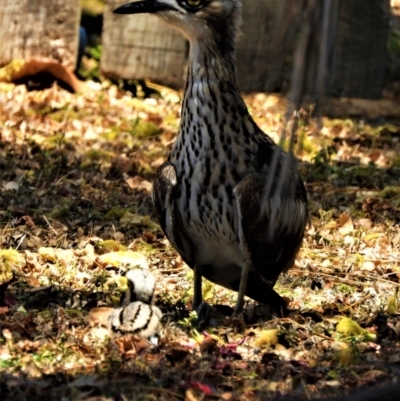 Burhinus grallarius (Bush Stone-curlew) at Aitkenvale, QLD - 28 Oct 2019 by TerryS