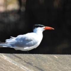 Hydroprogne caspia (Caspian Tern) at Cranbrook, QLD - 28 Oct 2019 by TerryS