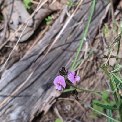 Glycine clandestina (Twining Glycine) at Springdale Heights, NSW - 14 Sep 2021 by Darcy