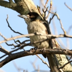 Cracticus torquatus (Grey Butcherbird) at Springdale Heights, NSW - 14 Sep 2021 by PaulF