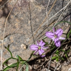 Thysanotus patersonii (Twining Fringe Lily) at Springdale Heights, NSW - 14 Sep 2021 by Darcy