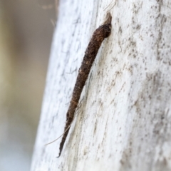 Conoeca guildingi (A case moth) at Higgins, ACT - 14 Sep 2021 by AlisonMilton