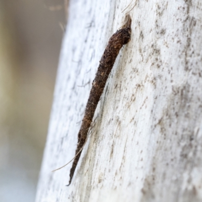 Conoeca guildingi (A case moth) at Higgins, ACT - 14 Sep 2021 by AlisonMilton