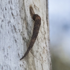 Conoeca guildingi at Higgins, ACT - 14 Sep 2021