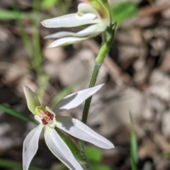 Caladenia fuscata (Dusky Fingers) at Springdale Heights, NSW - 14 Sep 2021 by Darcy
