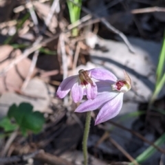 Caladenia carnea (Pink Fingers) at Springdale Heights, NSW - 14 Sep 2021 by Darcy