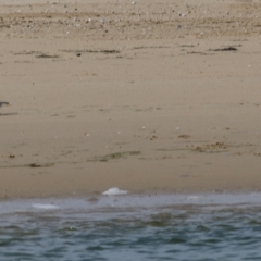 Charadrius rubricollis (Hooded Plover) by KylieWaldon