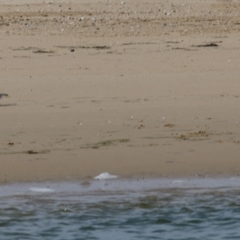 Charadrius rubricollis (Hooded Plover) at Lakes Entrance, VIC - 13 Sep 2021 by Kyliegw