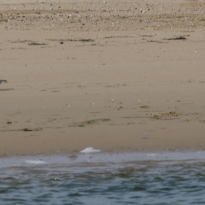 Charadrius rubricollis (Hooded Plover) at Lakes Entrance, VIC - 13 Sep 2021 by Kyliegw