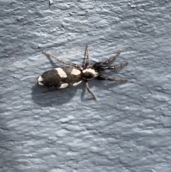 Gnaphosidae (family) (Ground spider) at Murrumbateman, NSW - 14 Sep 2021 by SimoneC