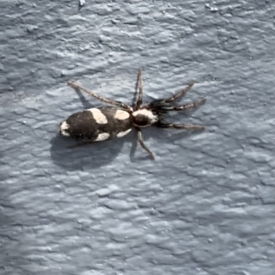 Gnaphosidae (family) (Ground spider) at Murrumbateman, NSW - 14 Sep 2021 by SimoneC