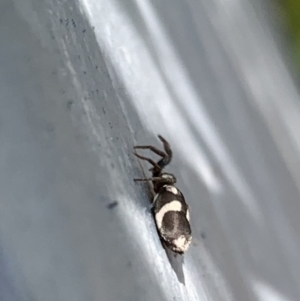 Gnaphosidae (family) at Murrumbateman, NSW - 14 Sep 2021