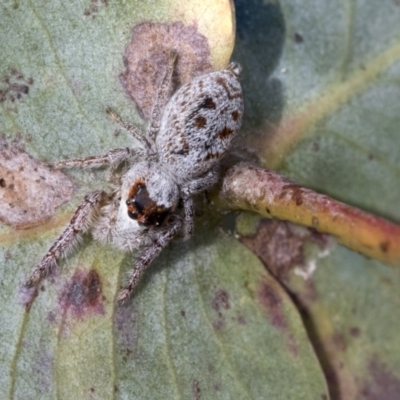 Opisthoncus sexmaculatus (Six-marked jumping spider) at Scullin, ACT - 14 Sep 2021 by AlisonMilton