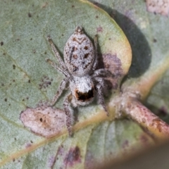 Opisthoncus sexmaculatus at Scullin, ACT - 14 Sep 2021