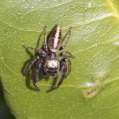 Opisthoncus grassator (Jumping spider) at Hawker, ACT - 14 Sep 2021 by AlisonMilton