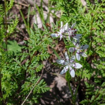 Wurmbea dioica subsp. dioica (Early Nancy) at Springdale Heights, NSW - 14 Sep 2021 by Darcy