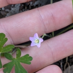 Geranium solanderi (Native Geranium) at Springdale Heights, NSW - 14 Sep 2021 by Darcy