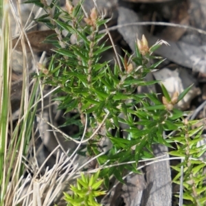 Acrotriche serrulata at Gundaroo, NSW - 9 Sep 2021