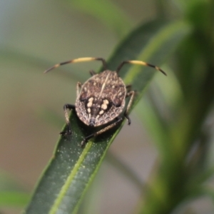 Pentatomidae (family) at Cook, ACT - 12 Sep 2021 10:27 AM