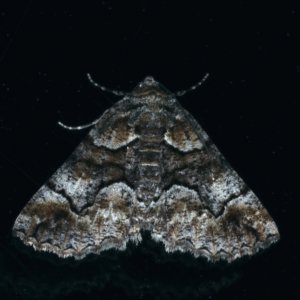 Gastrina cristaria at Ainslie, ACT - 11 Sep 2021 07:38 PM