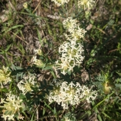 Pimelea linifolia (Slender Rice Flower) at Springdale Heights, NSW - 14 Sep 2021 by Darcy