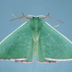 Prasinocyma semicrocea (Common Gum Emerald moth) at Ainslie, ACT - 11 Sep 2021 by jbromilow50