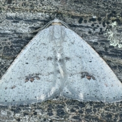 Casbia pallens (Pale Casbia) at Mount Majura - 14 Sep 2021 by jb2602