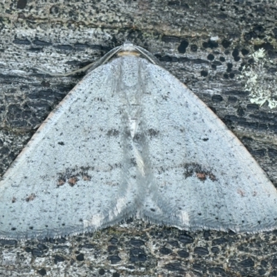 Casbia pallens (Pale Casbia) at Mount Majura - 14 Sep 2021 by jb2602