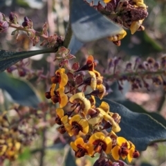 Daviesia latifolia (Hop Bitter-Pea) at Springdale Heights, NSW - 14 Sep 2021 by Darcy