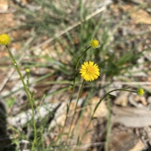 Calotis lappulacea at Hughes, ACT - 14 Sep 2021 01:13 PM