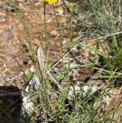 Calotis lappulacea at Hughes, ACT - 14 Sep 2021