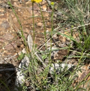 Calotis lappulacea at Hughes, ACT - 14 Sep 2021 01:13 PM