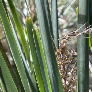 Lomandra longifolia at Majura, ACT - 14 Sep 2021