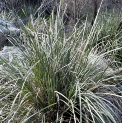 Lomandra longifolia at Majura, ACT - 14 Sep 2021