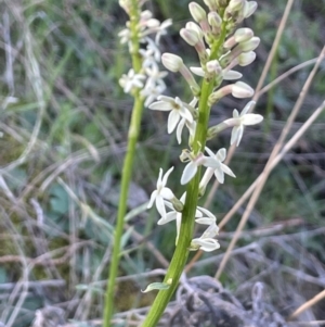 Stackhousia monogyna at Majura, ACT - 14 Sep 2021