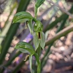 Bunochilus umbrinus (ACT) = Pterostylis umbrina (NSW) (Broad-sepaled Leafy Greenhood) at Currawang, NSW by camcols