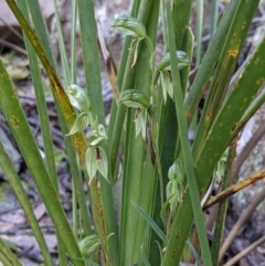 Bunochilus umbrinus at suppressed - 3 Sep 2021