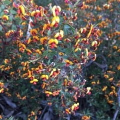 Daviesia ulicifolia subsp. ruscifolia at Downer, ACT - 8 Sep 2021 02:48 PM