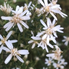 Olearia microphylla (Olearia) at Downer, ACT - 8 Sep 2021 by NedJohnston