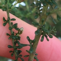 Olearia microphylla at Downer, ACT - 8 Sep 2021