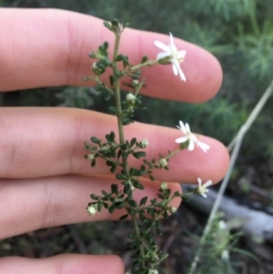 Olearia microphylla at Downer, ACT - 8 Sep 2021