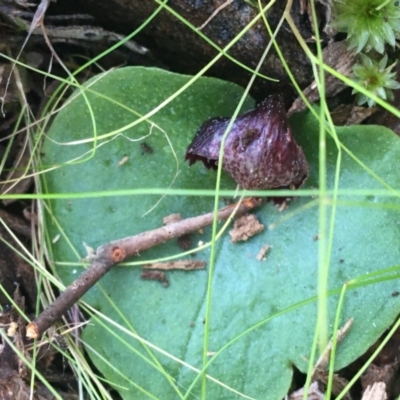 Corysanthes incurva (Slaty Helmet Orchid) at Downer, ACT by NedJohnston