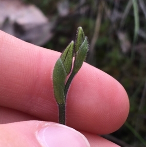 Glossodia major at Downer, ACT - 12 Sep 2021