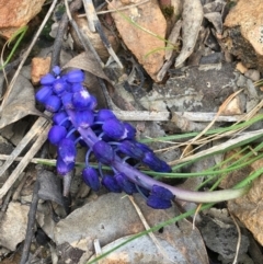 Muscari armeniacum (Grape Hyacinth) at Downer, ACT - 12 Sep 2021 by NedJohnston