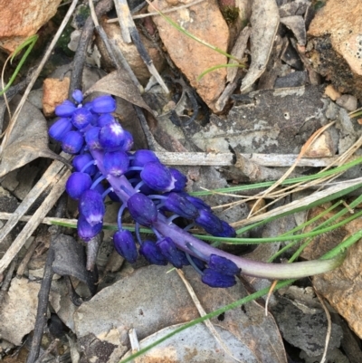 Muscari armeniacum (Grape Hyacinth) at Downer, ACT - 12 Sep 2021 by NedJohnston