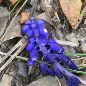 Muscari armeniacum at Downer, ACT - 12 Sep 2021