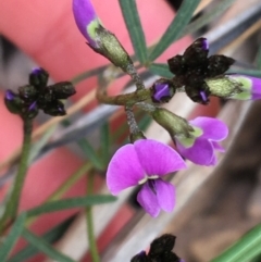 Glycine clandestina (Twining Glycine) at Downer, ACT - 12 Sep 2021 by Ned_Johnston