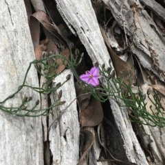 Thysanotus patersonii (Twining Fringe Lily) at Downer, ACT - 12 Sep 2021 by Ned_Johnston