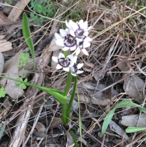 Wurmbea dioica subsp. dioica at O'Connor, ACT - 12 Sep 2021 01:29 PM